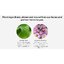 NUTRILITE Memory Builder (ขนาด 1 เดือน) บำรุงสมอง ป้องกันโรคความจำเสื่อม อัลไซเมอร์ Amway USA