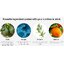 Nutrilite Hair Skin Nail Health ( SHN เข้มข้นกว่าไทย 2 เท่า) ขนาด 2 เดือน 60 เม็ด บำรุงผิวพรรณ ผม เล็บ ให้สุขภาพดี คอลลาเจนสูง Amway USA
