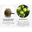 NUTRILITE Liver Support (Milk Thistle and Dandelion Extract) ล้างพิษตับ บำรุงตับ ดีท๊อกซ์ตับ Amway USA