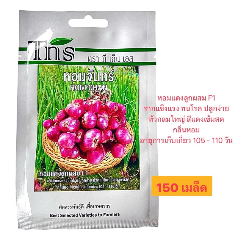 tns เมล็ด หอมแดง ต้นหอม หอมจันทร์ HOM CHAN (150 เมล็ด)