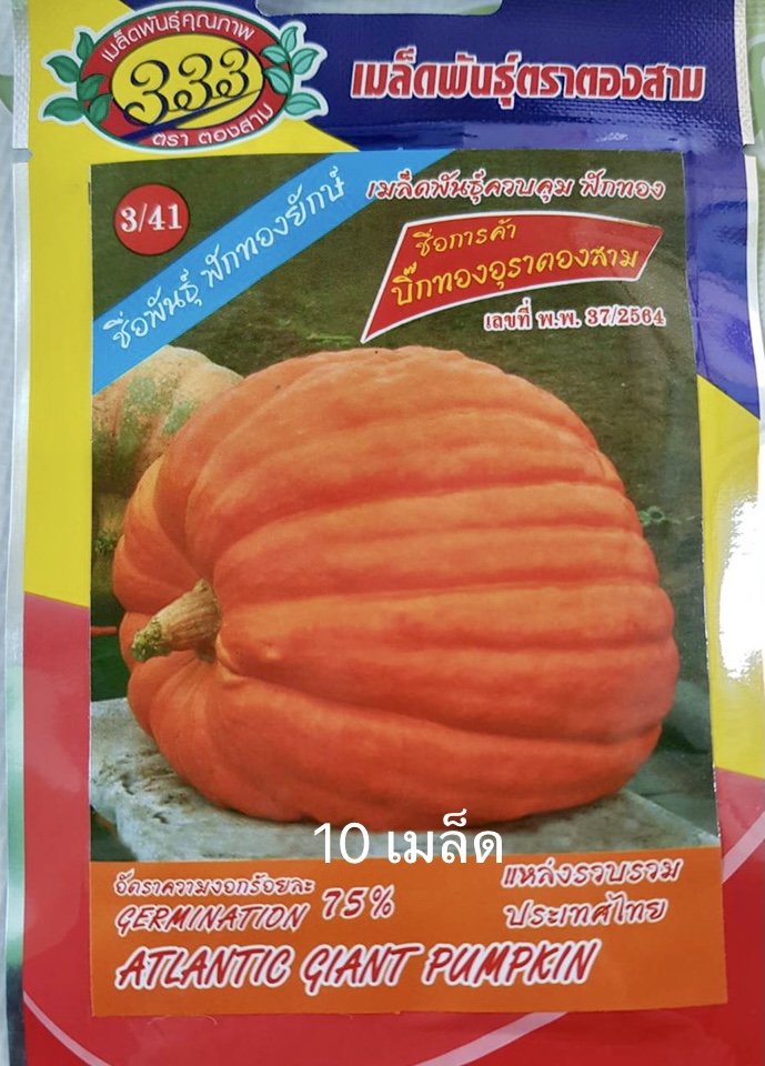 เมล็ด ฟักทองยักษ์ 10 เมล็ด