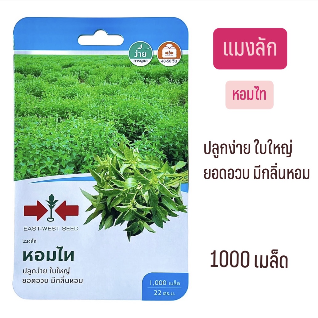 ศรแดง แมงลัก หอมไท (1000 เมล็ด)