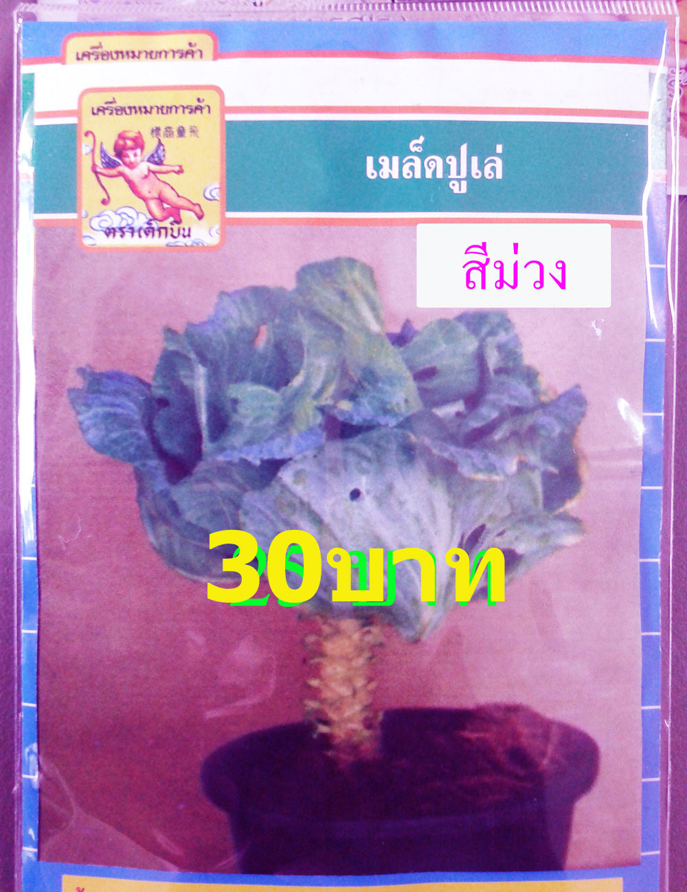 ปูเล่ สีม่วงใบใหญ่ (ประมาณ 70เมล็ด)