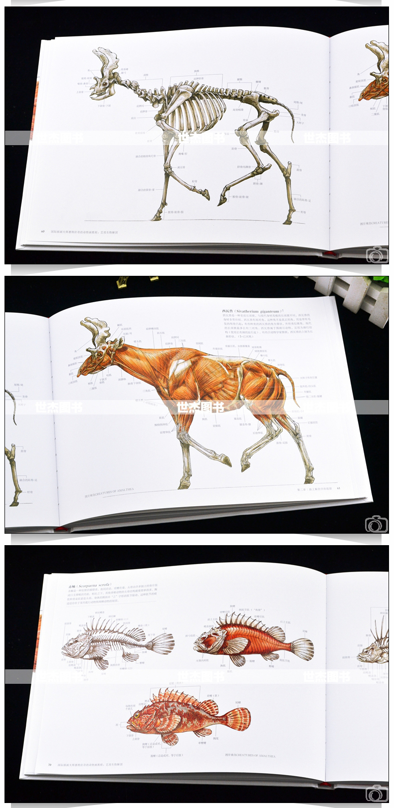Science of Creature Design: understanding animal anatomy
