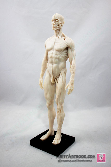 [ผู้ชาย] แบบจำลองร่างกายมนุษย์สูง30เซน (สีขาวครีม)