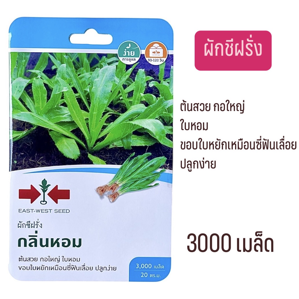 ศรแดง ผักชีฝรั่ง (3000 เมล็ด)
