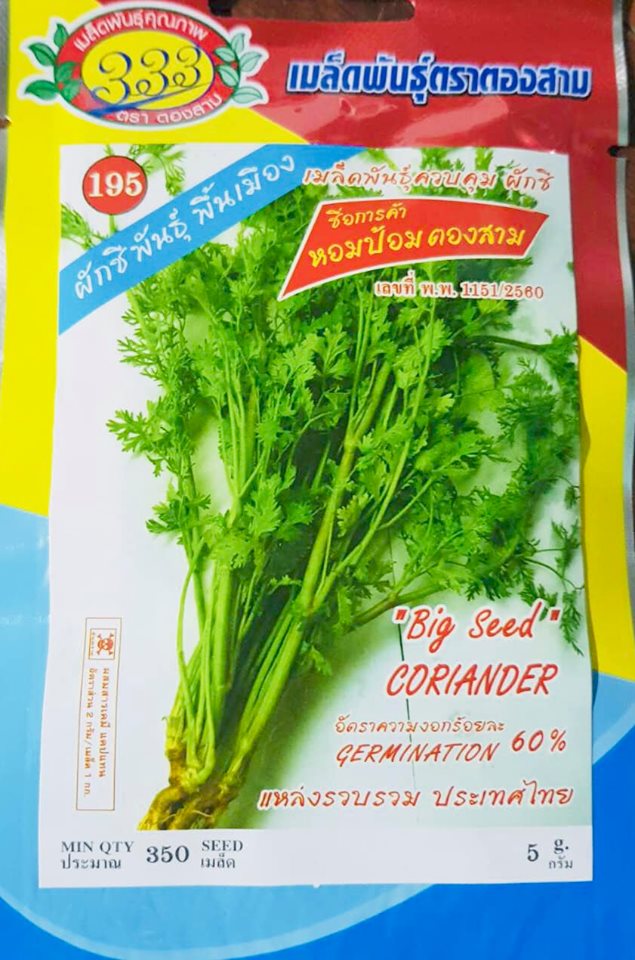 ผักชี หอมป้อม พันธุ์พื้นเมือง
