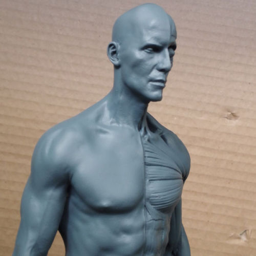 [ผู้ชาย] แบบจำลองร่างกายมนุษย์สูง30เซน (สีเทา)
