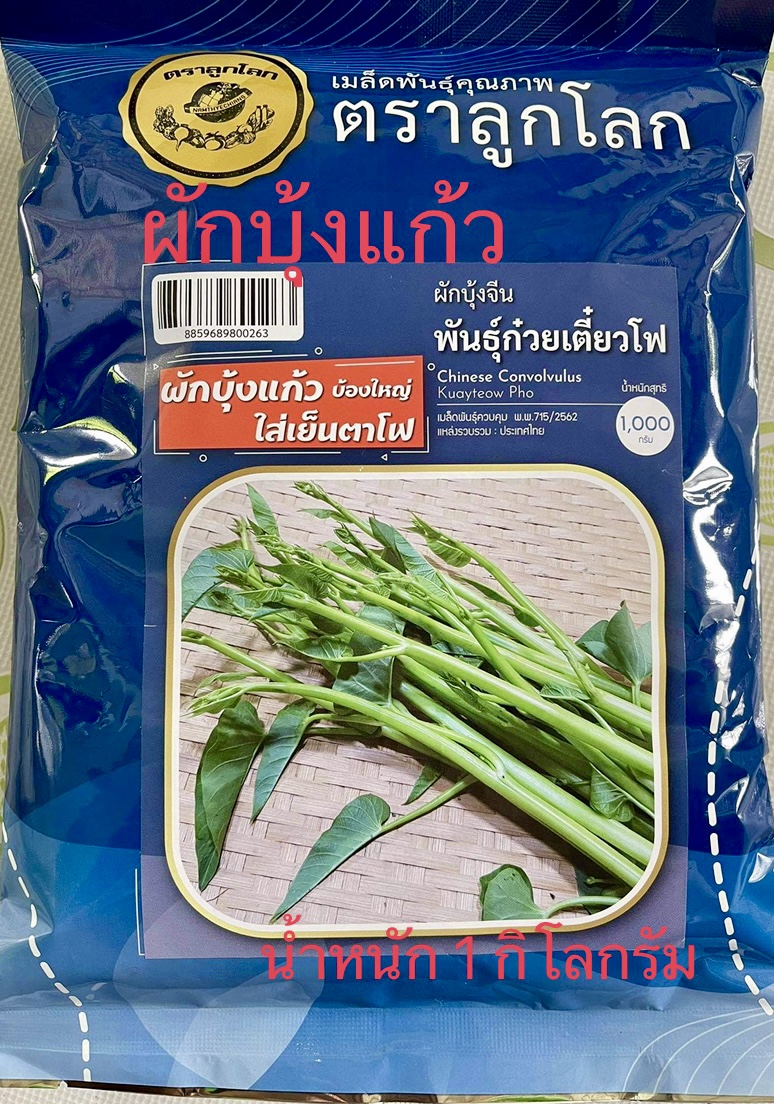 ผักบุ้งแก้ว ผักบุ้งเย็นตาโฟแท้ น้ำหนัก 1 กิโลกรัม