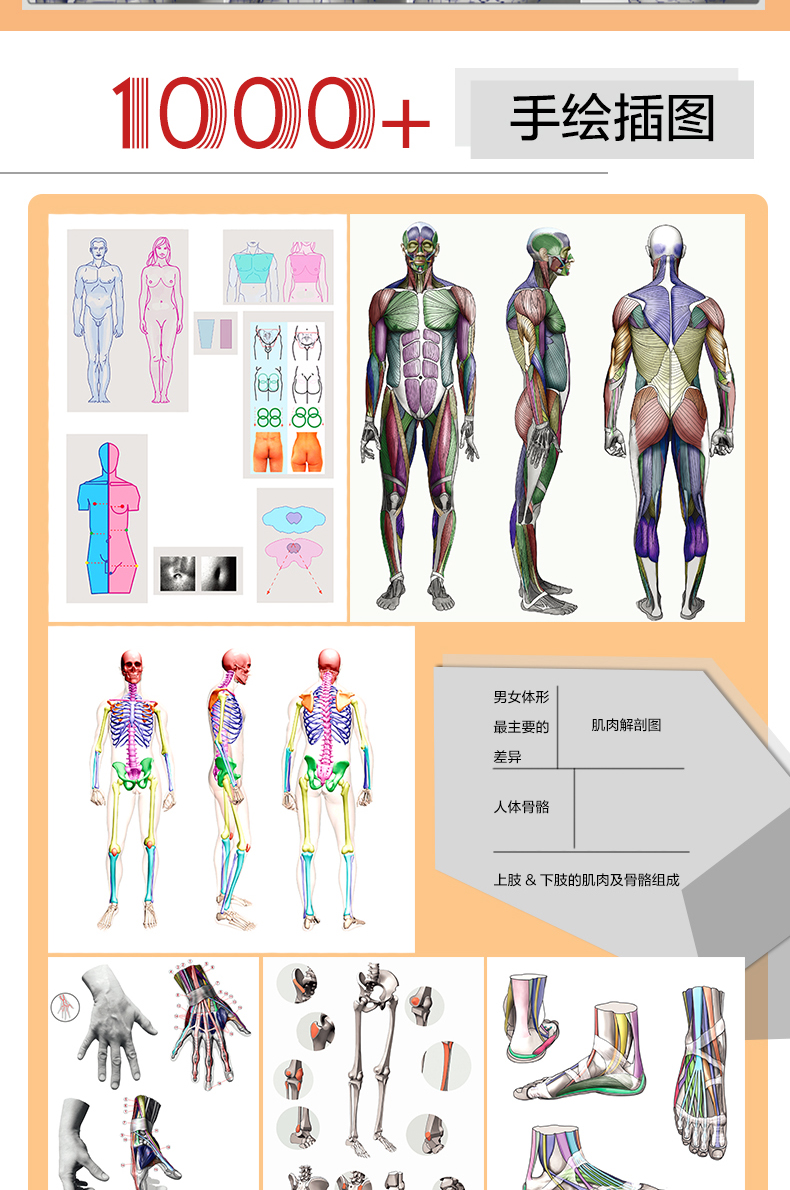 Anatomy for Sculptors by Uldis Zarins หนังสือสอนอนาโตมี่มนุษย์ ฉบับเข้าใจง่ายที่สุดในโลก