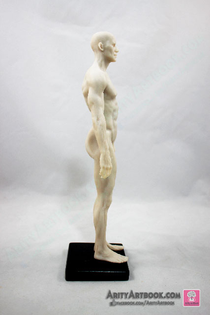 [ผู้ชาย] แบบจำลองร่างกายมนุษย์สูง30เซน (สีขาวครีม)