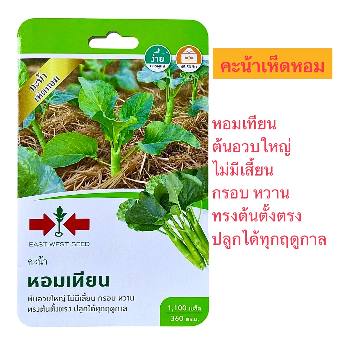 ศรแดง คะน้าเห็ดหอม เทียนหอม (1100 เมล็ด)