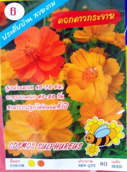 ดาวกระจาย (80เมล็ด)