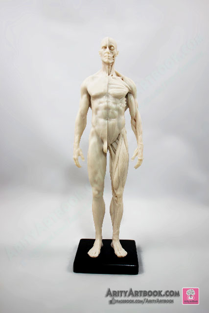 [ผู้ชาย] แบบจำลองร่างกายมนุษย์สูง30เซน (สีขาวครีม)