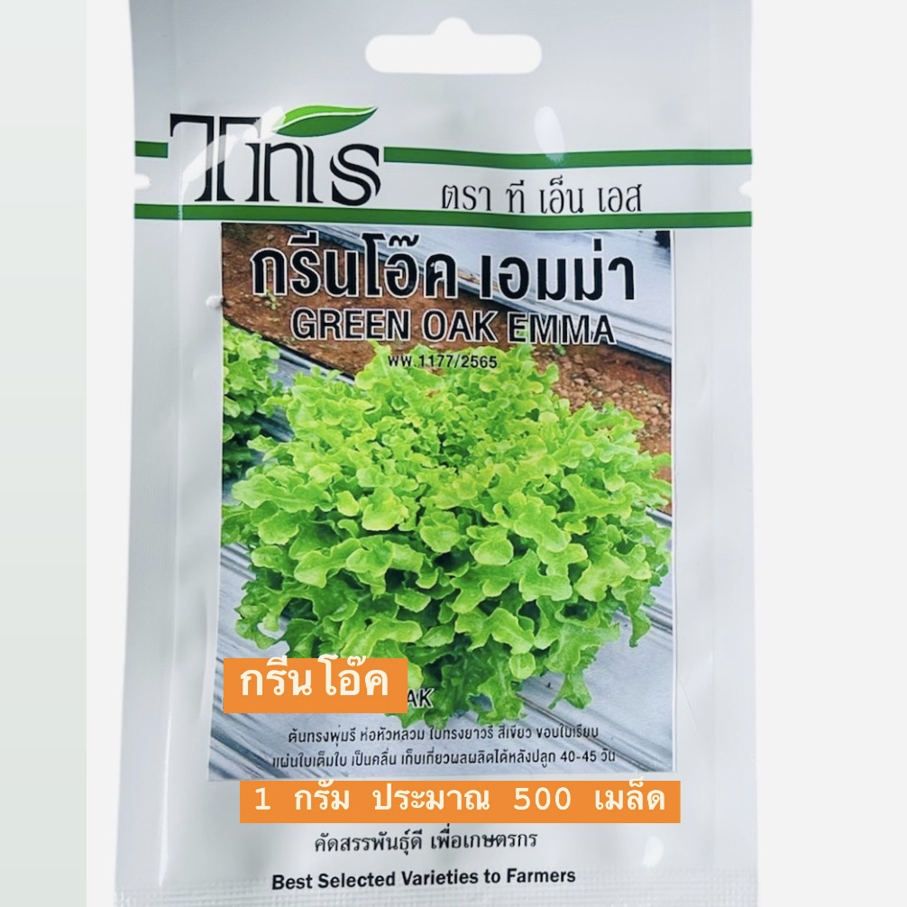 tns สลัด กรีนโอ๊ค เอมม่า GREEN OAK EMMA (500 เมล็ด)