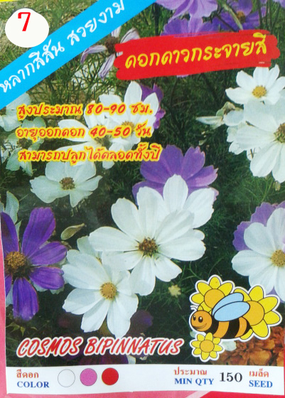 ดาวกระจายสี (150เมล็ด)