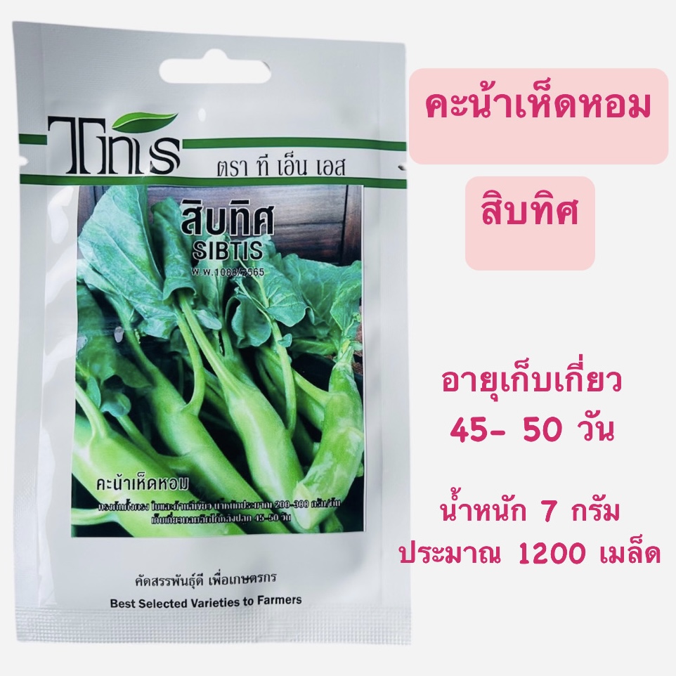คะน้าเห็ดหอม สิบทิศ (1200 เมล็ด)