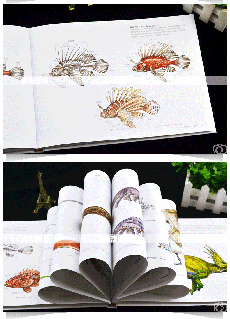 Science of Creature Design: understanding animal anatomy