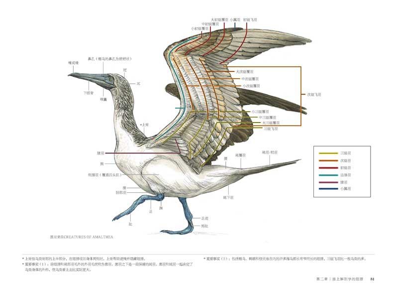 Science of Creature Design: understanding animal anatomy