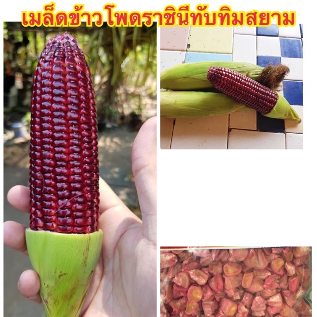 ข้าวโพดหวานราชินีทับทิมสยาม แบ่งขาย 100เมล็ด
