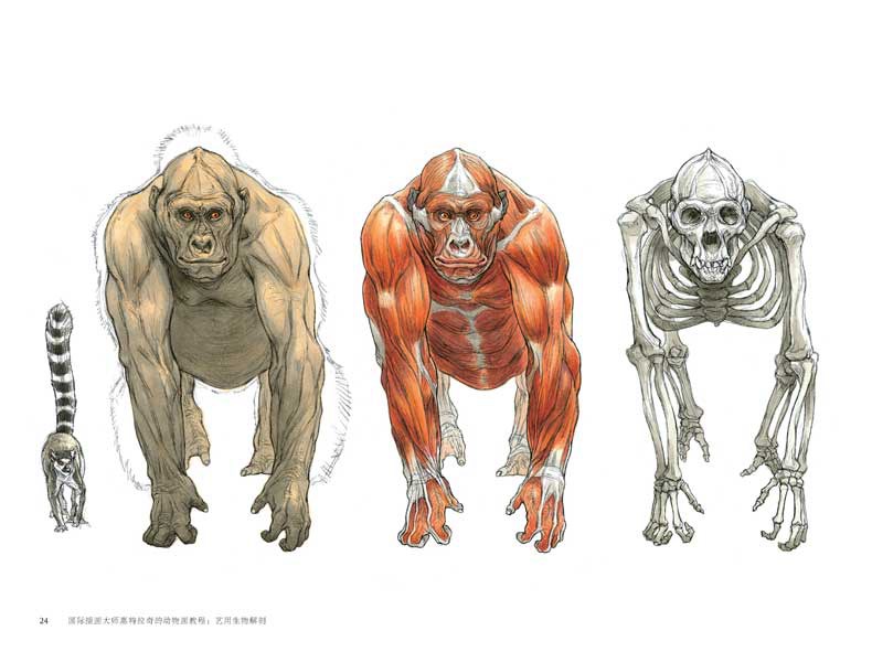 Science of Creature Design: understanding animal anatomy