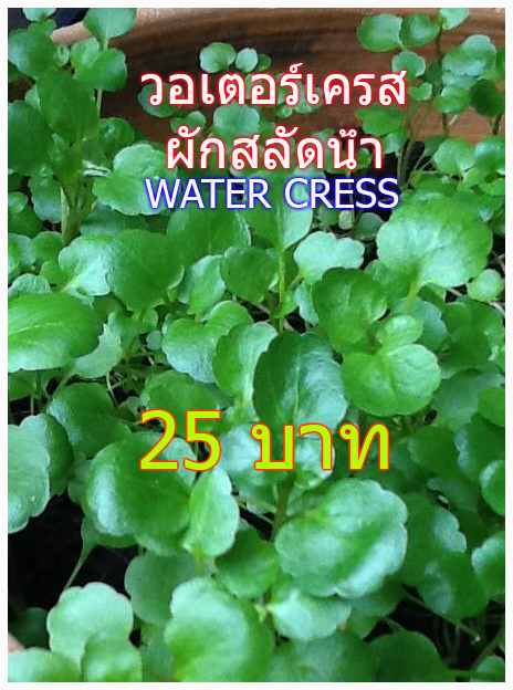 เวอเตอร์เครส สลัดน้ำ Watercress ของแท้ใบกลม(100-200เมล็ด)