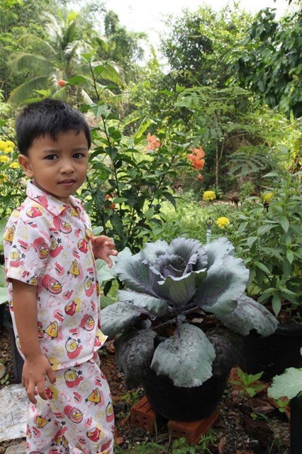 ปูเล่ สีม่วงใบใหญ่ (ประมาณ 70เมล็ด)