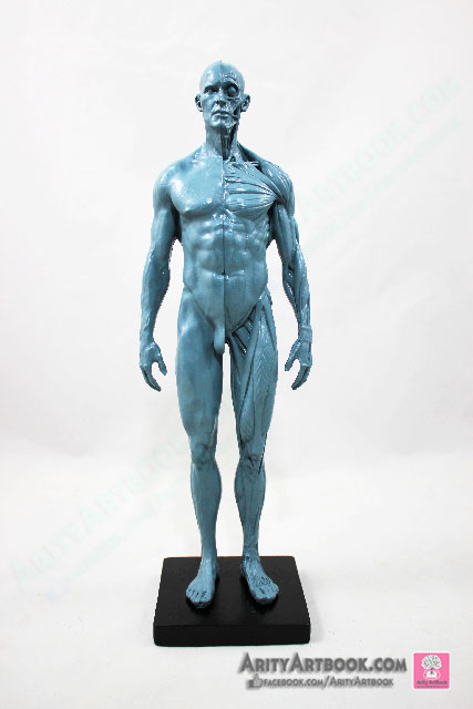 [ผู้ชาย] แบบจำลองร่างกายมนุษย์สูง30เซน (สีเทา)