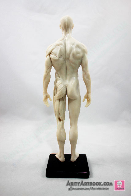 [ผู้ชาย] แบบจำลองร่างกายมนุษย์สูง30เซน (สีขาวครีม)