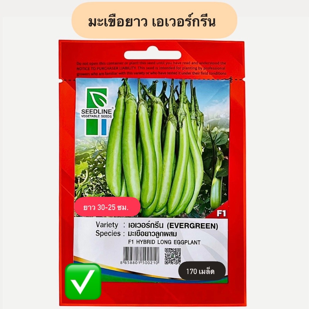 มะเขือยาว สีเขียว เอเวอร์กรีน (170 เมล็ด)