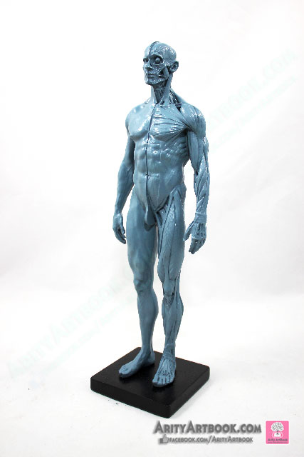 [ผู้ชาย] แบบจำลองร่างกายมนุษย์สูง30เซน (สีเทา)