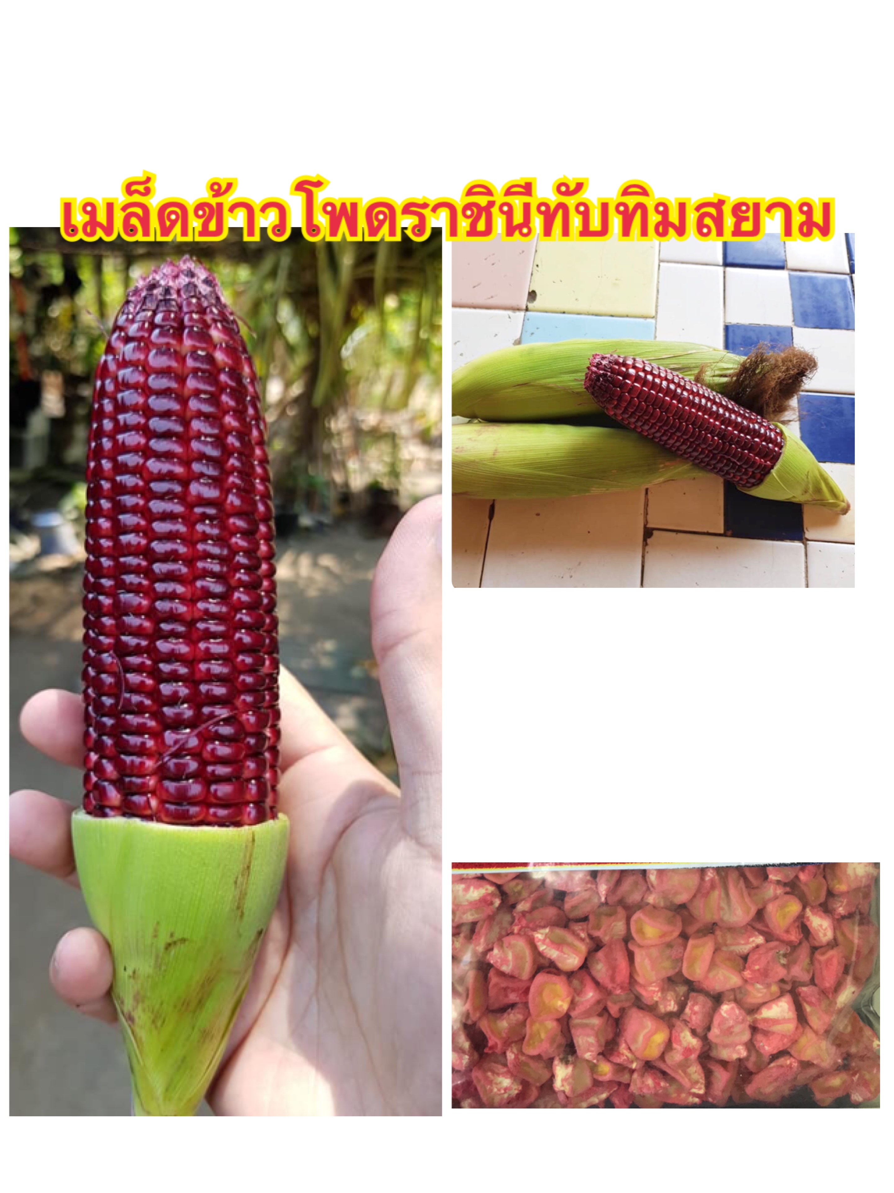 ข้าวโพดหวานราชินีทับทิมสยาม แบ่งขาย 30เมล็ด