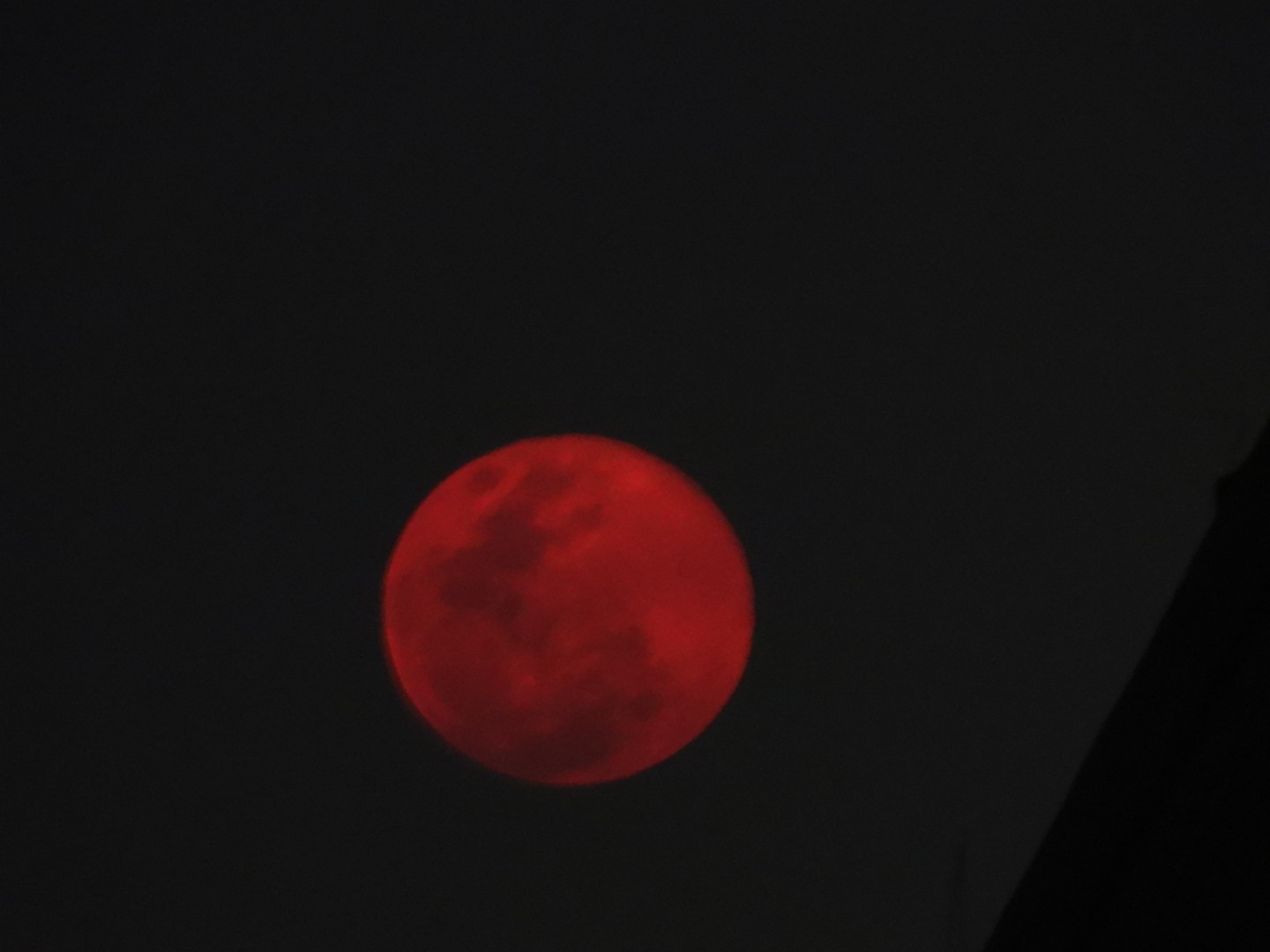 ปูเล่ สีม่วง อเมริกา (20เมล็ด)