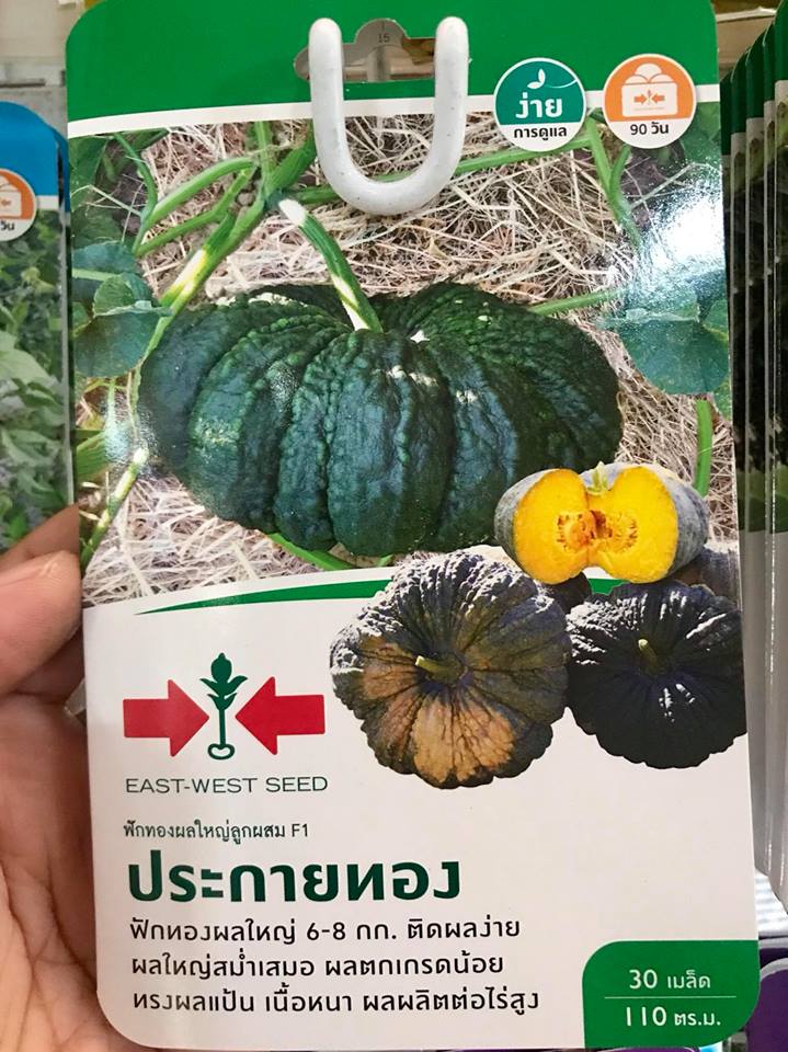 ฟักทอง ประกายทอง ศรแดง 30 เมล็ด