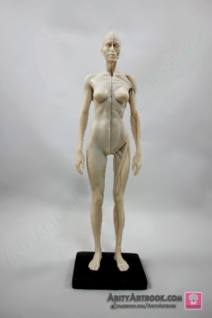 [ผู้หญิง] แบบจำลองร่างกายมนุษย์สูง30เซน (สีขาวครีม)