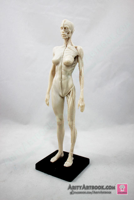[ผู้หญิง] แบบจำลองร่างกายมนุษย์สูง30เซน (สีขาวครีม)