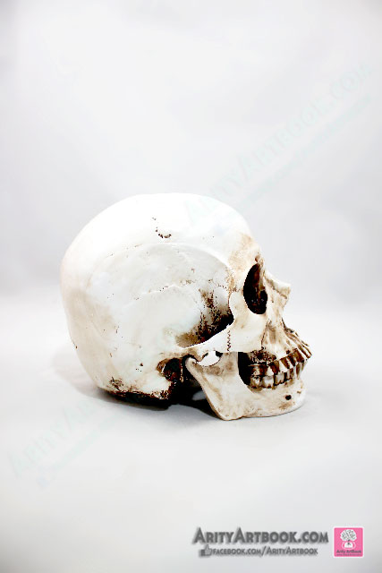 กระโหลกมนุษย์เหมือนจริงสัดส่วน 1 : 1