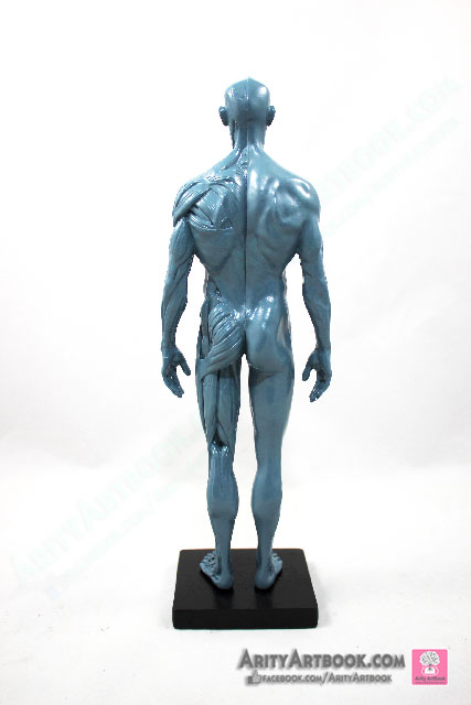 [ผู้ชาย] แบบจำลองร่างกายมนุษย์สูง30เซน (สีเทา)