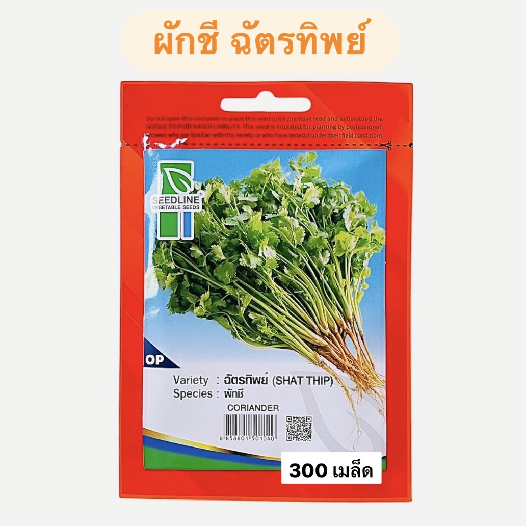 ผักชี ฉัตรทิพย์ (300 เมล็ด)