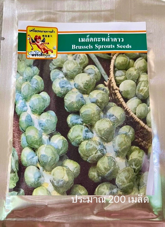กะหล่ำดาว Brussels Sprouts (ประมาณ200เมล็ด)