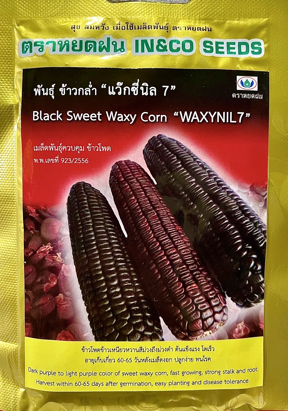 ข้าวโพด สีม่วง 60 เมล็ด