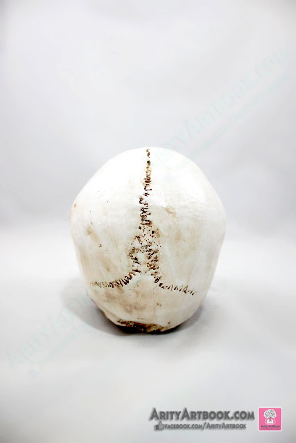 กระโหลกมนุษย์เหมือนจริงสัดส่วน 1 : 1