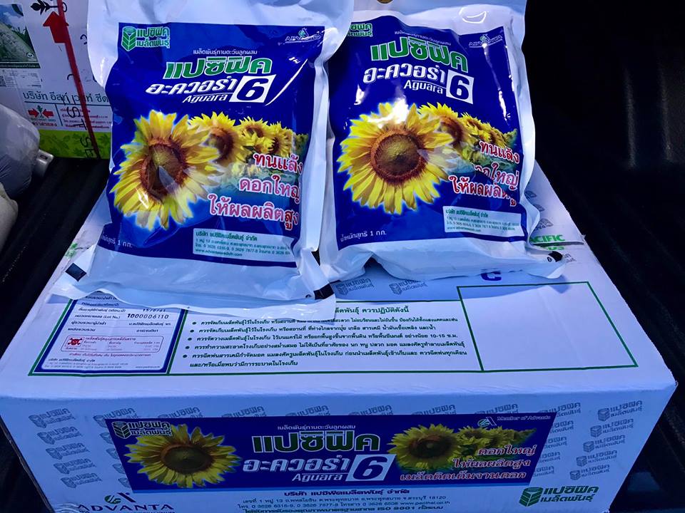 ทานตะวัน ดอกใหญ่ อะควอร่า6 (1 กิโลกรัม)