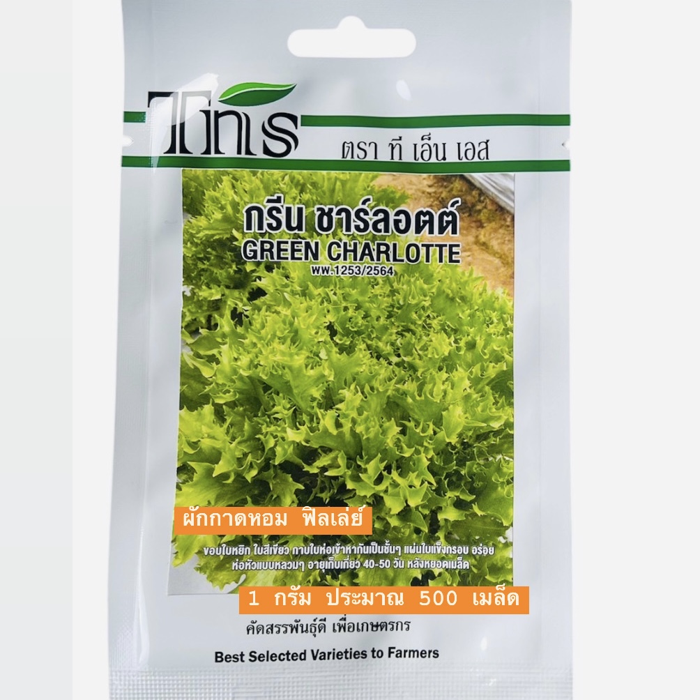 tns สลัด ฟิลเล่ย์ กรีน ชาร์ลอตต์ (500 เมล็ด)