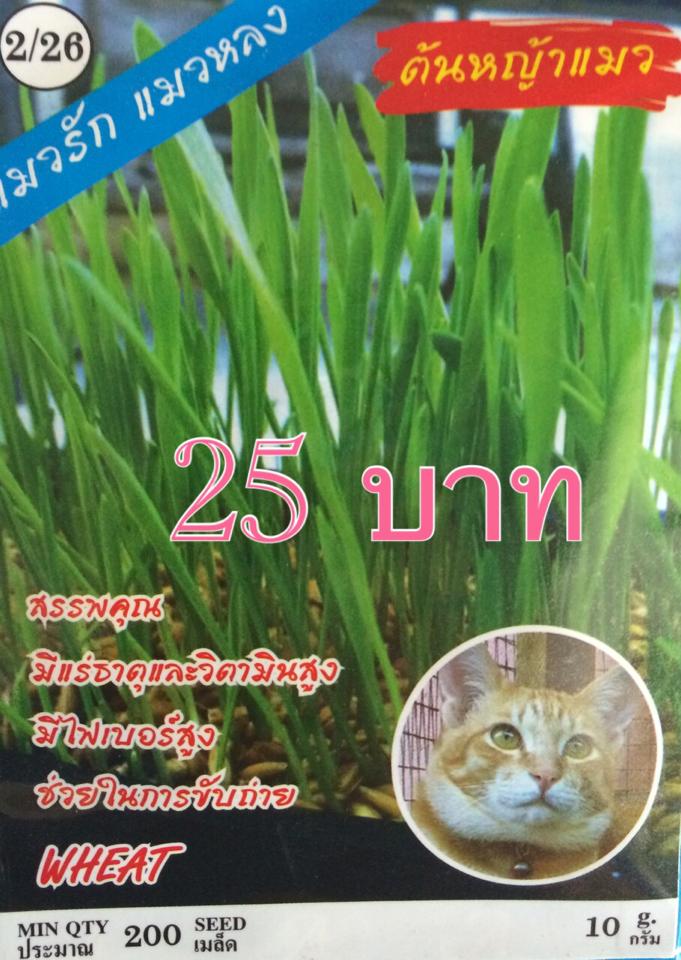 หญ้าแมว 200เมล็ด