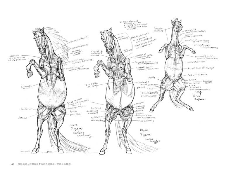 Science of Creature Design: understanding animal anatomy