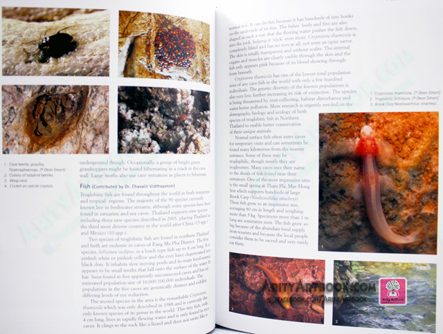 Caves of Northern Thailand- ข้อมูลถ้ำในภาพเหนือประเทศไทย