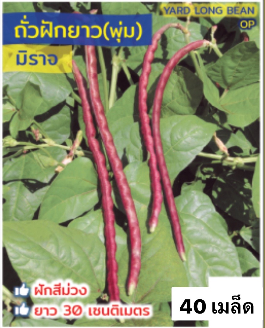 ถั่วไร้ค้าง ถั่วพุ่ม สีม่วง (40 เมล็ด)
