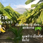 การปลูกพืชแบบเหลื่อมฤดู