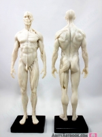 [ผู้ชาย] แบบจำลองร่างกายมนุษย์สูง30เซน (สีขาวครีม)